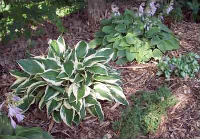 Hostas, thyme, and ornamentals