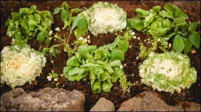 Lettuce, kale, and violas