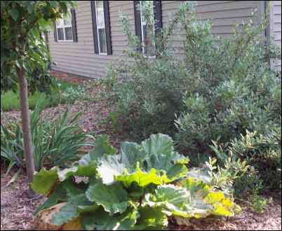 Rhubarb, Hanson bush cherry, and an apple tree