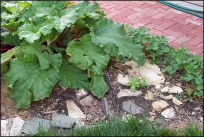 Rhubarb and strawberries