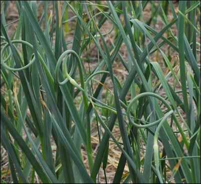 garlic scapes