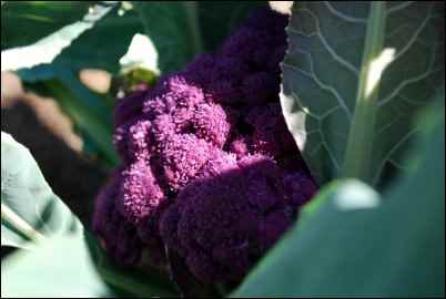The Four-season Garden in Spring