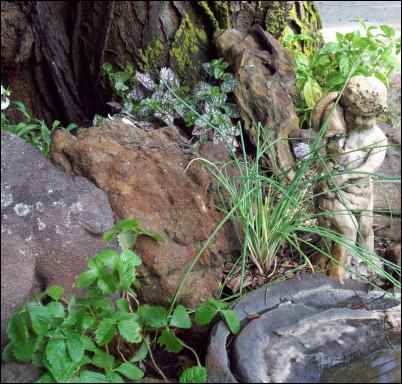 Alpine strawberries and herbs