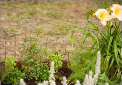 Grape tomatoes with herbs, daylilies, and ornamentals