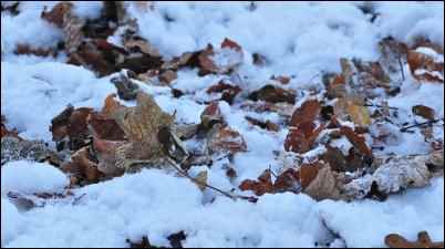 The Four-season Garden in Winter
