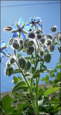 facts about borage, borage growing tips