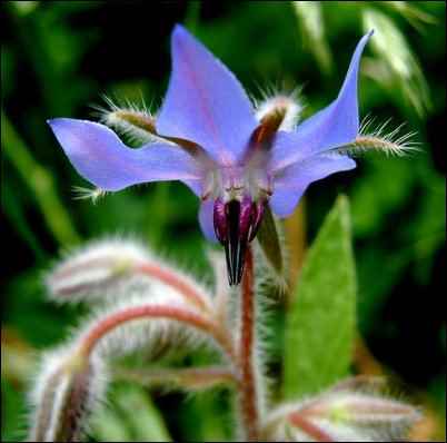 facts about borage, borage growing tips