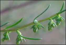 Artemisia Campestria, Artemisia Absinthium, wormwood, where does absinthe come from, absinthe origin