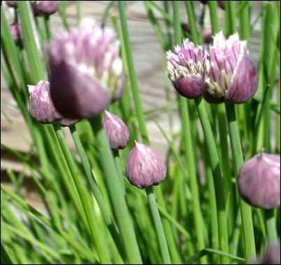 facts about chives, as well as growing tips for chives.