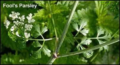 Parsley Growing Tips, Facts about Parsley