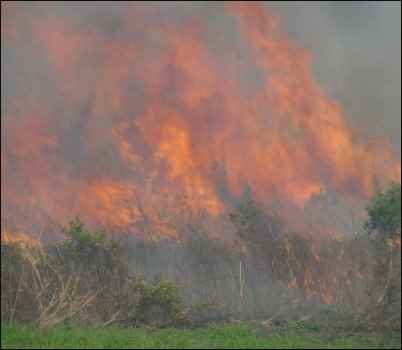 Prescribed Burns to Prevent Wildfires, homesteading, homestead