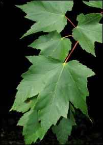 Red Maple leaves