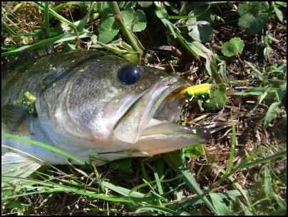 large mouth bass, Building Multi-use Ponds on the Homestead, Where Should a New Pond Go, Benefits of a Multi-use Pond, what fish should be stocked in a pond, multi use pond, homesteading
