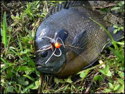 bluegill, bream, Building Multi-use Ponds on the Homestead, Where Should a New Pond Go, Benefits of a Multi-use Pond, what fish should be stocked in a pond, multi use pond, homesteading