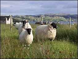 sheep on croft