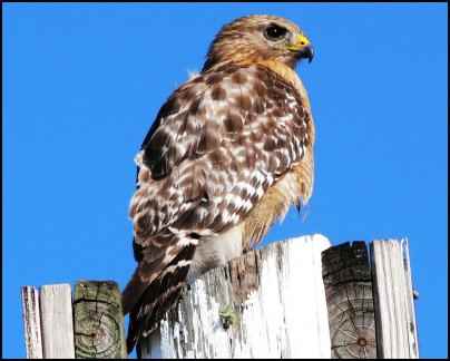 hawk, Building Multi-use Ponds on the Homestead, Where Should a New Pond Go, Benefits of a Multi-use Pond, what fish should be stocked in a pond, multi use pond, homesteading