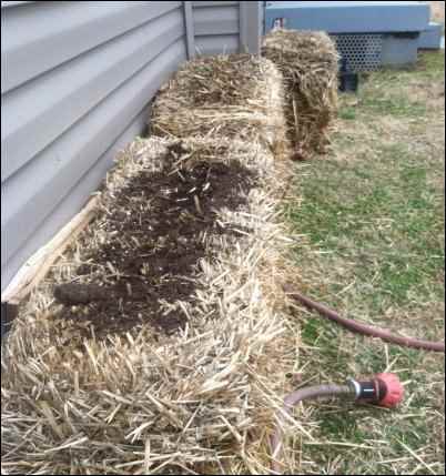 Homesteading for Renters