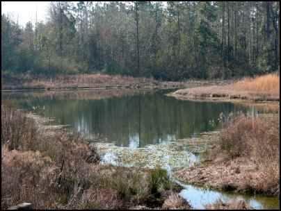 Building Multi-use Ponds on the Homestead, Where Should a New Pond Go, Benefits of a Multi-use Pond, what fish should be stocked in a pond, multi use pond, homesteading