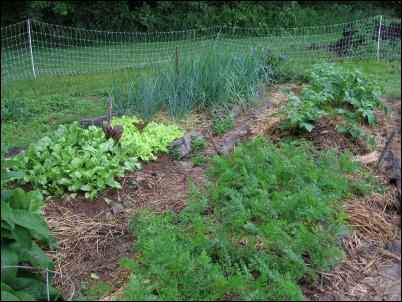 Homesteading Later in Life garden