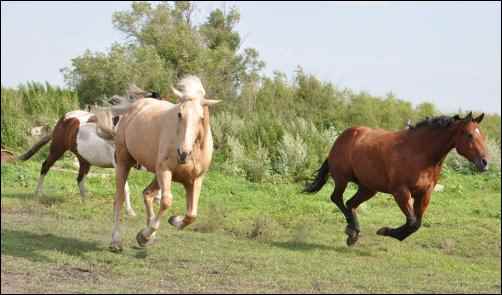 Finding Community on the Homestead