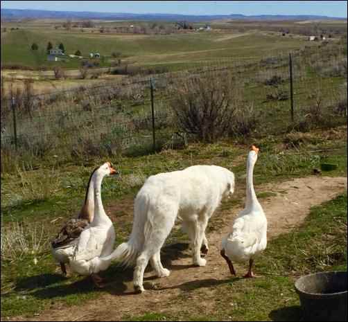 homesteading guardian dog geese
