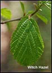 Doctoring on the Homestead, witch hazel