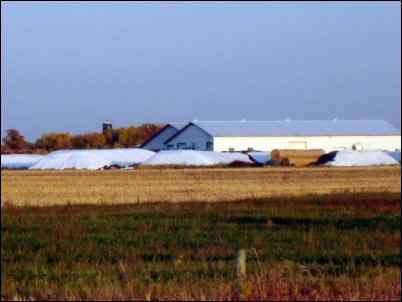 country neighbors dairy