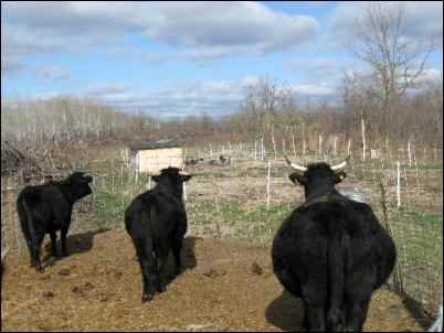 three black cows in corral, country neighbors