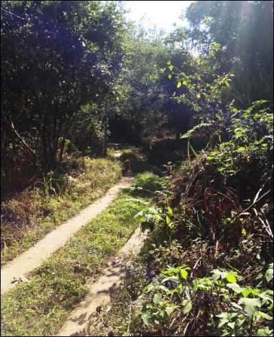 Homesteading in the Philippines