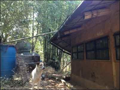 Homesteading in the Philippines