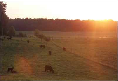 Beginner’s Guide to Buying Cattle, homesteading, homestead