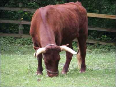 Beginner’s Guide to Buying Cattle, homesteading, homestead