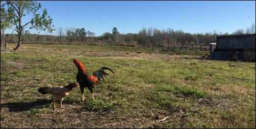 feeding your chickens, Lower chicken feed costs