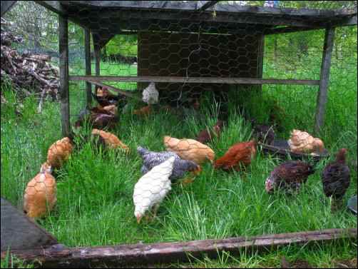 chicken tractor, feeding your chickens, Lower chicken feed costs