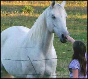 adopting rescue horses