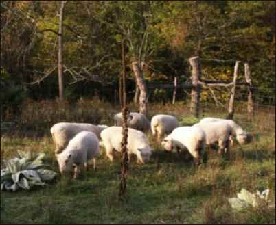 Babydoll Southdown Sheep flock