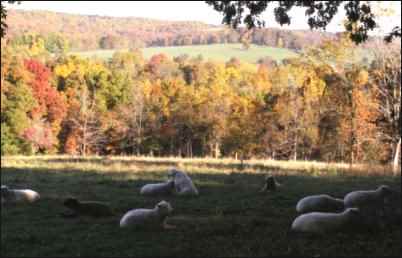 Babydoll Southdown Sheep flock
