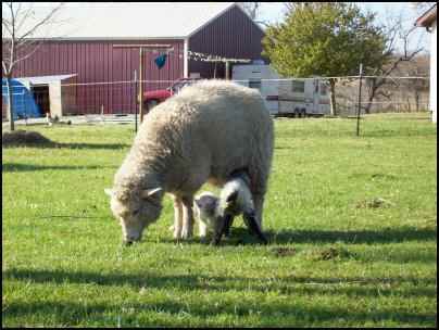 raising sheep for beginners, how to raise sheep, beginning raising sheep