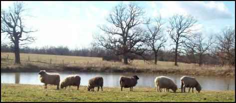 raising sheep, how to raise sheep, beginning raising sheep