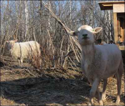 Uncertain Shepherdess, learning shepherding, sheep, lambs, keeping sheep