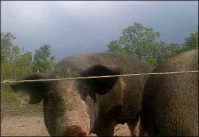 moving pastured pigs homesteading