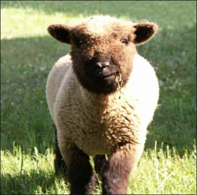 Babydoll Southdown Sheep