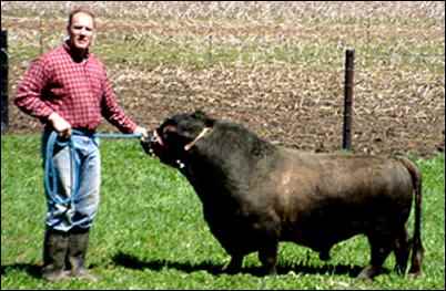 raising Miniature cattle breeds