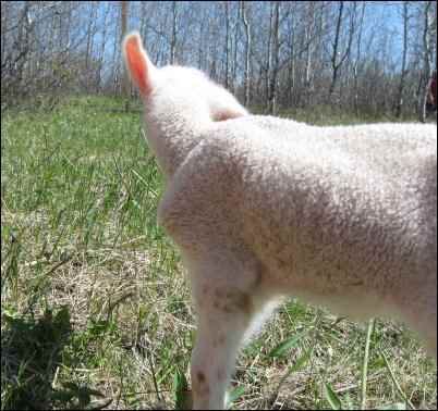 Uncertain Shepherdess, learning shepherding, sheep, lambs, keeping sheep