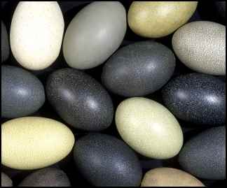 Emu eggs, benefits of emu oil