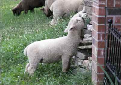 humming alpaca, homesteading, do alpacas hum