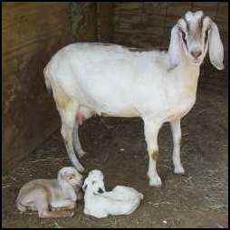Raising Dairy Goats