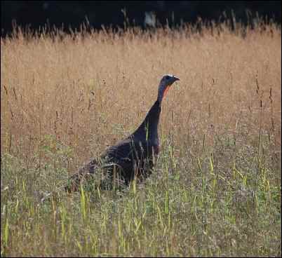 The willing spring turkey hen.