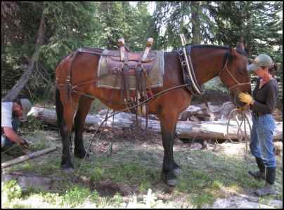 Using Horses to Pull, Using workhorses, horse power