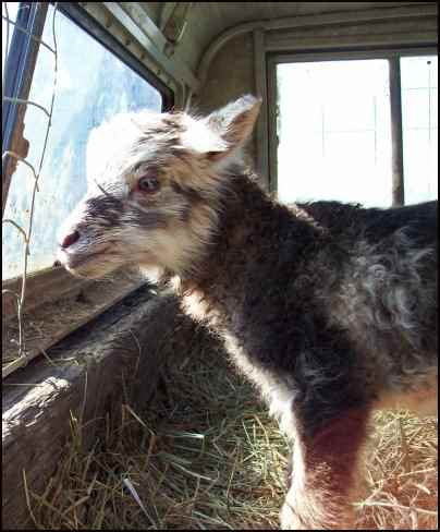 raising sheep for beginners, how to raise sheep, beginning raising sheep